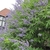 Shrub with terminal panicles of small purple flowers.