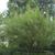 Vitex agnus-castus 'Shoal Creek'
