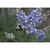 Vitex agnus-castus "Shoal Creek'