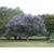 Vitex agnus-castus "Shoal Creek'
