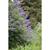 Vitex agnus-castus "Shoal Creek'