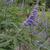 Vitex agnus castus 'Shoal Creek'