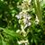 Vitex negundo