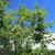 Vitex negundo