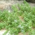 Vitex trifolia subsp. litoralis