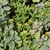Vitex trifolia subsp. litoralis