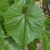 Leaf close-up