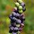 Vitis aestivalis