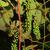 Vitis aestivalis