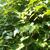 Vitis aestivalis