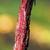 Vitis aestivalis