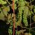 Vitis aestivalis