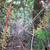 Vitis aestivalis