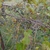 Fruits in September