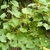Form