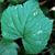 Vitis vulpina