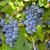 Vitis vulpina