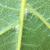 Vitis vulpina