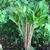 Amorphophallus kiusianus