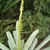 Vriesea bituminosa