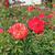 Rosa WEKcifrabaun Fridaa Kahlo