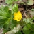 Waldsteinia fragarioides