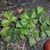 Waldsteinia ternata