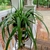 Houseplant view