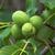 Fruit