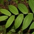 Streptopus amplexifolius