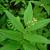 Smilacina racemosa
