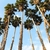 POV looking up at the crowns of tall fan palms