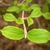 branch with emerging young, simple leaves