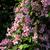 Full Bloom