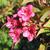 Weigela florida 'Red prince'