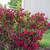 Weigela florida 'Red Prince'