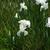 white flowers