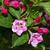 Weigela Florida 'Red Prince'