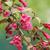 Weigela Florida 'Red Prince'