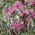 Weigela Florida 'Sunset'