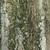 Bark of Willow Oak