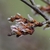 ulmus alata seeds flat and hairy near the marginss