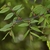 Oval to ellipticl shape leaves with doubly serrated margins