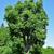 Tilia cordata