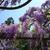 Full bloom