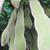 Wisteria sinensis
