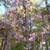 Vine on trees in full bloom with hanging clusters of flowers.