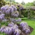 A plant growing on pergola. Long clusters of flowers.