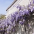 Vine in full flower growing against a building.