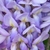 Close-up of purple, pea-shaped flowers.